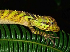 Malayodracon robinsonii
