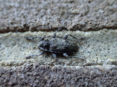 Astyleiopus variegatus