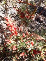 Stenanthera conostephioides