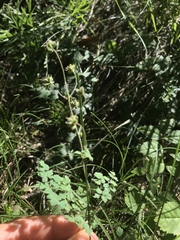 Thalictrum foetidum