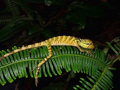 Malayodracon robinsonii