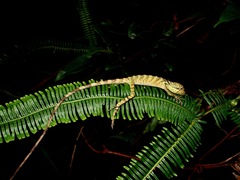 Malayodracon robinsonii