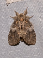 Peridea angulosa