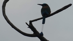 Eumomota superciliosa