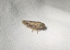 Aphrophora saratogensis