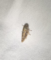 Aphrophora saratogensis