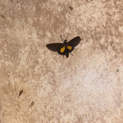 Virbia medarda