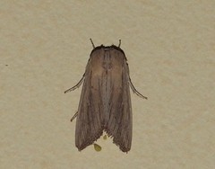 Leucania oaxacana