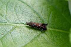 Strobisia proserpinella