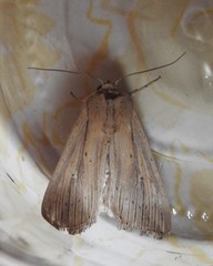 Leucania oaxacana