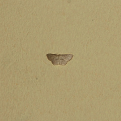 Scopula apparitaria