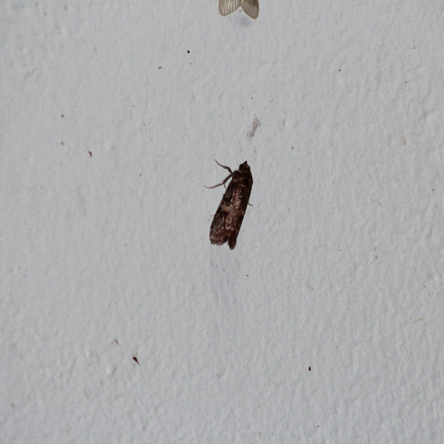Mahogany Shoot Borer