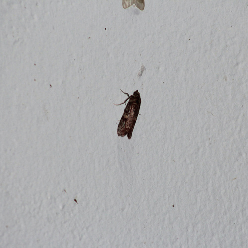 Mahogany Shoot Borer