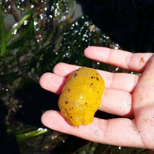 Doris montereyensis