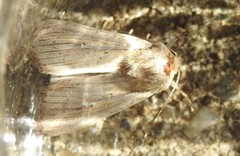 Leucania oaxacana