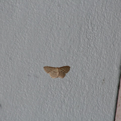 Scopula apparitaria