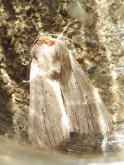 Leucania oaxacana