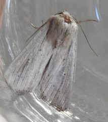 Leucania oaxacana