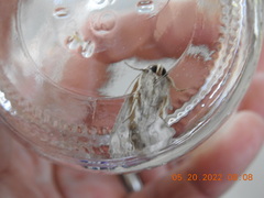 Leucania oaxacana