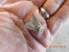 Leucania oaxacana