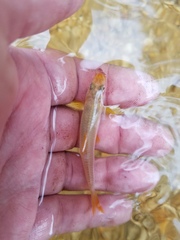 Notropis ammophilus
