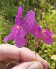 Linaria maroccana