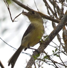 Vireo gundlachii