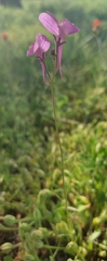 Linaria maroccana