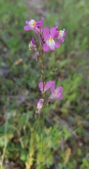 Linaria maroccana