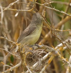 Vireo gundlachii
