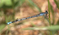 Enallagma laterale