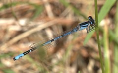 Enallagma laterale