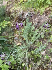 Linaria aeruginea