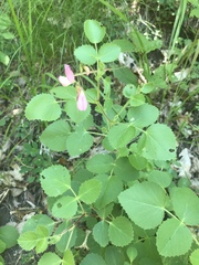 Ononis rotundifolia
