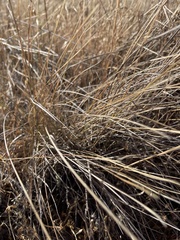 Nassella cernua