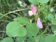 Ononis rotundifolia