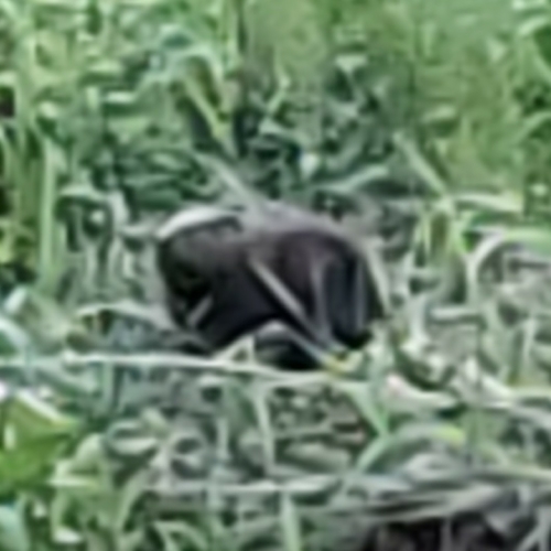 American Beaver photographed in Washington