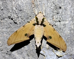 Ambulyx ochracea