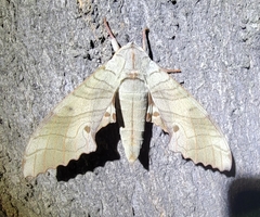 Marumba