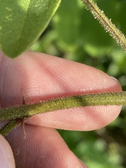 Robinia viscosa hartwigii