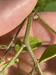 Robinia viscosa hartwigii