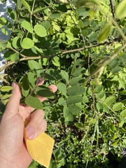 Robinia viscosa hartwigii
