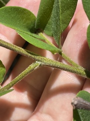 Robinia viscosa hartwigii
