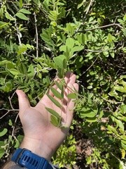 Robinia viscosa hartwigii