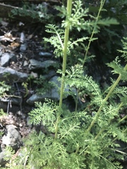Achillea nobilis