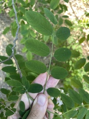 Robinia hispida rosea