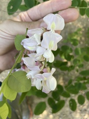 Robinia hispida rosea