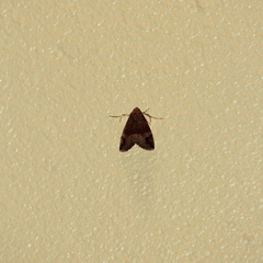 Ozarba melanodonta