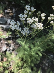 Achillea nobilis