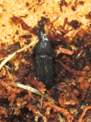 Cossonus